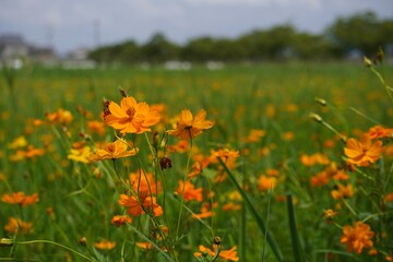 キバナコスモスの花畑