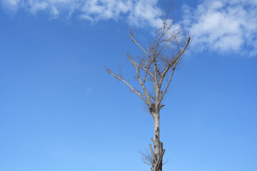 dead tree blue sky background