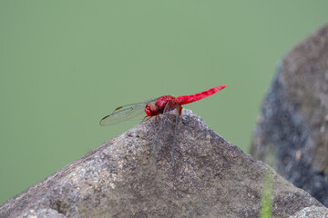 全身が赤いショウジョウトンボ © miyaho