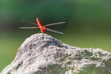 全身が赤いショウジョウトンボ © miyaho