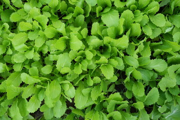 Fototapeta na wymiar Organic lettuce background, good for health