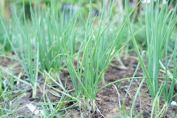 Organically grown onions are good for health.