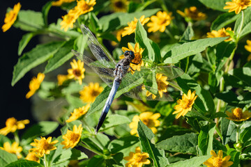 シオカラトンボ