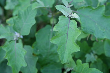 Eggplant leaf background in the garden