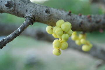 Gooseberry on the tree in the garden