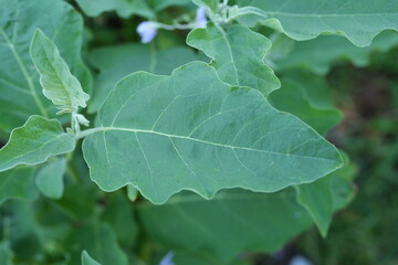 Eggplant leaf background in the garden