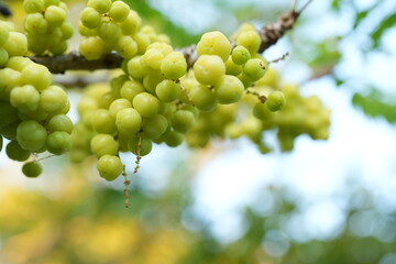 Gooseberry on the tree in the garden