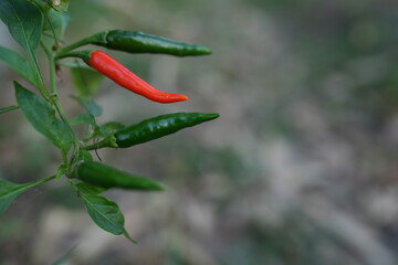 Fresh, pesticide-free chilies on the plant in the garden