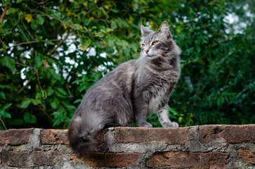 Obraz premium Cat on a rock