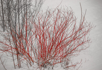 Red Tatarian dog wood in the snow