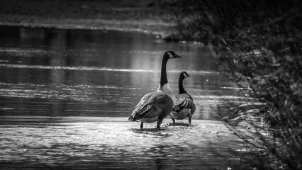 Canada geese walking in the water