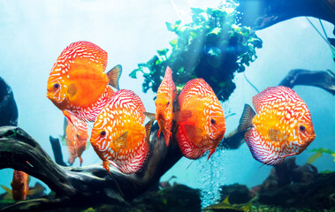Group of colorful discus (pompadour fish) are swimming in fish tank. Symphysodon aequifasciatus is...