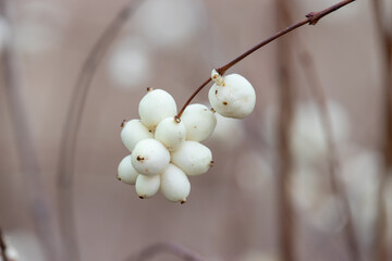 In late autumn, white berries on a bare bush (Symphoricarpos albus) - genus of deciduous shrubs, Honeysuckle family (Caprifoliaceae)