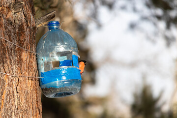 Bullfinch (lat. Pyrrhula pyrrhula) sits on a plastic bottle feed