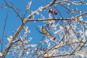 A female of the common grosbeak (Coccothraustes coccothraustes) among the branches of a wild apple tree covered with snow against a blue sky. Feeding birds in winter, grosbeak eats crab apple fruit