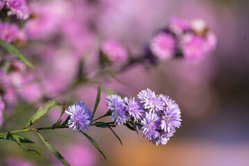 Purple Pastel margaret flower floral soft nature blossom blurred background. Pastel violet romance bloom spring season. Magenta petals blossom in beautiful garden. Close-up violet floral wildflower