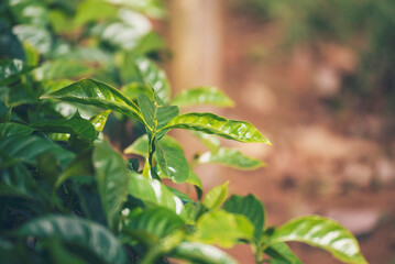 Agriculture Green coffee tree growing berry bean plant. Coffee tree farm growth in eco organic garden. Close up Fresh coffee bean green leaf bush ecology berry plant berries harvest arabica garden.