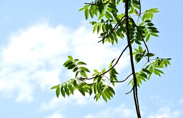 Chinese pistache ( Pistacia chinensis ) Fresh green. Anacardiaceae dioecious deciduous tree. It is considered a sacred tree of learning because it is planted in the temple of Confucius in China.