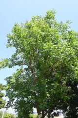 Chinese pistache ( Pistacia chinensis ) Fresh green. Anacardiaceae dioecious deciduous tree. It is considered a sacred tree of learning because it is planted in the temple of Confucius in China.