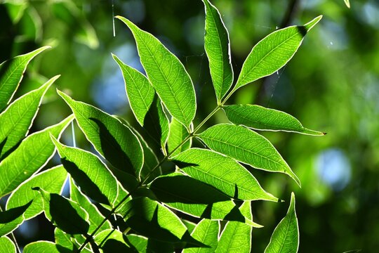 Chinese pistache ( Pistacia chinensis ) Fresh green. Anacardiaceae dioecious deciduous tree. It is considered a sacred tree of learning because it is planted in the temple of Confucius in China.