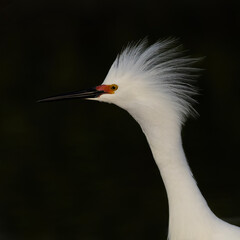 Snowy Egret (Egretta thula) in breeding plumage - Florida