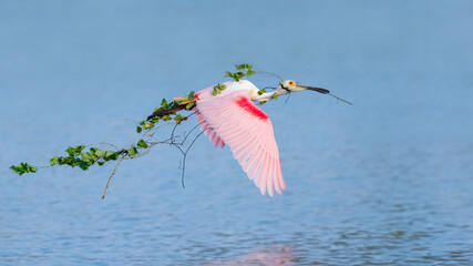 Roseate Spoonbill (Platalea ajaja)  flying with a large branch for its nest in tow - Florida
