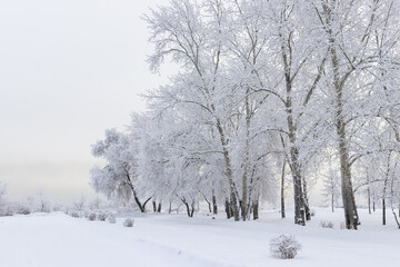 Beautiful winter landscape - trees and bushes covered with snow in a foggy winter park