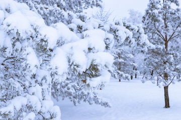 Winter background - fluffy pine branches covered with snow, winter landscape in the park