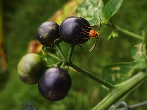beetle on a leunca, special ingredient for chili sauce fron Sundanese people 