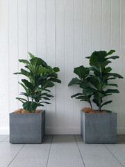 fiddle leaf fig tree plants potted in grey  containers against white wall in the interior