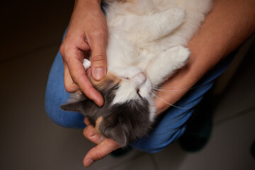 Cleaning Persian Chinchilla Cat's eyes with cotton pad. Cat's Eyes Healthy. Prevention of eyes...