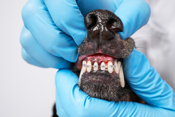 Hands of a dentist, orthodontist doctor in gloves open the mouth of a dog with braces on its teeth,...