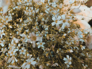 Breathtaking Elegance: Close-Up of Baby's Breath Flowers in Full Bloom