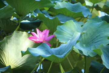 pink lotus flower