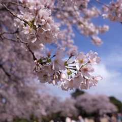 Pink sakura flowers in Tokyo Meiji Jingu