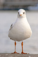 Seagull bird or seabird standing feet on the thames river bank in London, Close up view of white gray bird seagull