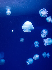 Jellyfishes in Japan Enoshima Aquarium with blue background
