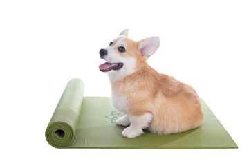 Corgi dog sitting on a yoga mat, concentrating for exercise, isolated on white background