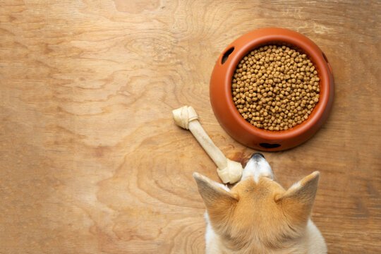 corgi dog eating dog food in a bowl