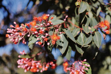 red and white flowers australia