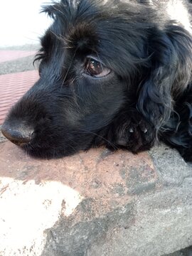 Mi mascota 
ella se llama kaira y le encanta que yo le tome fotos
lugar del pais de colombia valledupar  