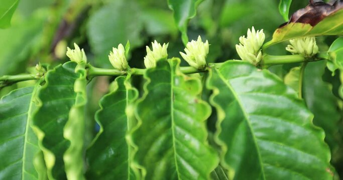 Coffee bean flowers blossom blooming on tree 