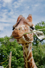 giraffe eating 