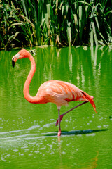 pink flamingo in the water