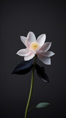 Fototapeta na wymiar white lotus on black