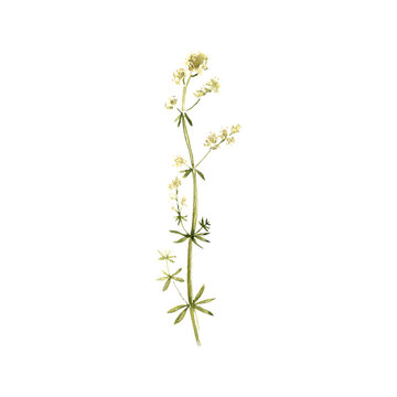 watercolor drawing plant of northern bedstraw with green leaves and flowers, Galium boreale, isolated at white background, natural element, hand drawn botanical illustration