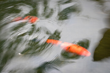Carp Koi Fish swimming in water motion blur, top view. Abstract nature background. Symbol for...
