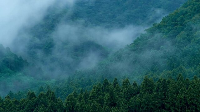 雨が降る日本の森林