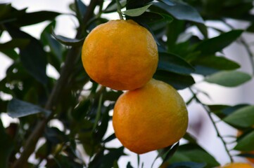 ポンカン（椪柑、凸柑）