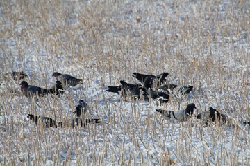 Flock Of Pigeons, Pylypow Wetlands, Edmonton, Alberta